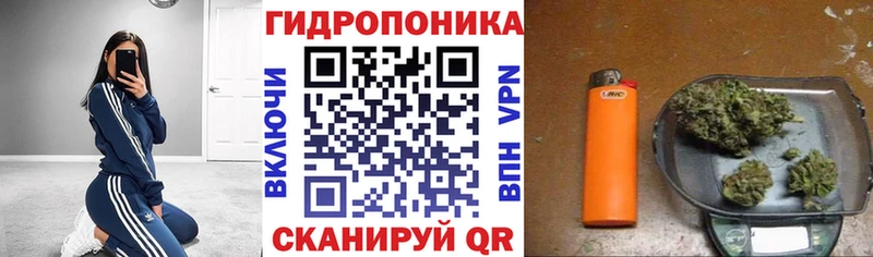 Каннабис планчик  Бор 